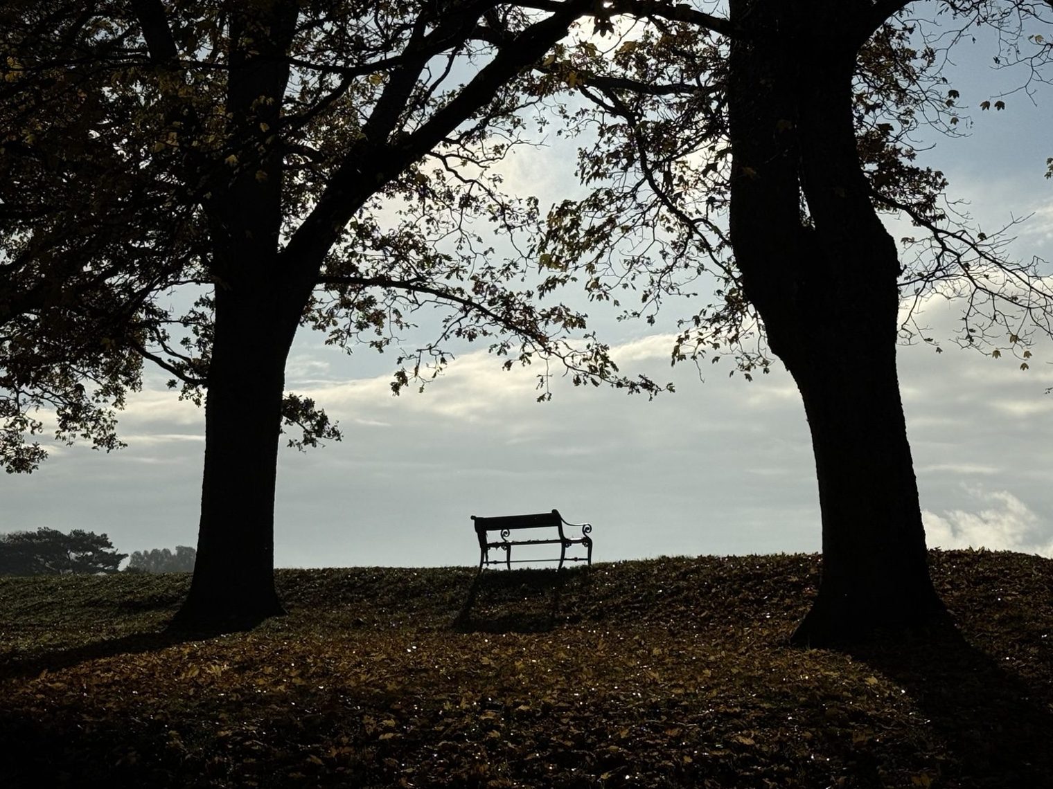 An empty bench between two trees
