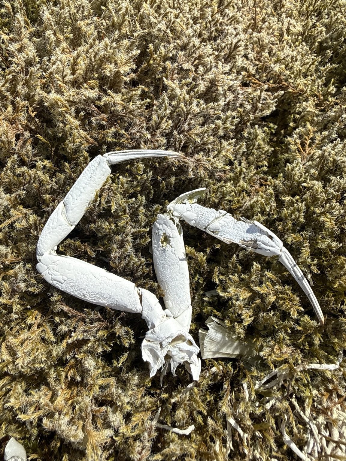 A small crab found on a walk